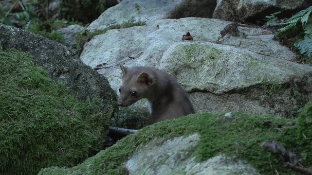 Martes foina faina animal marten	