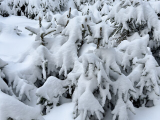 abstract background with close up view of pine trees full covered by pure snow. lush snowy forest landscape