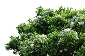 Obraz premium Lush, dense cluster of small, light-green leaves and tiny white flowers, close-up, isolated on white
