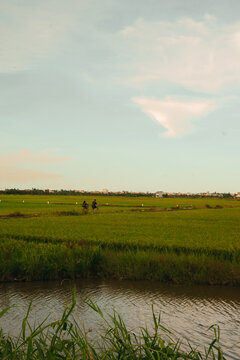 Two people biking through vibrant green rice fields during a tranquil evening in an Asian countryside setting