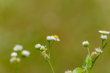 Close-up of small white daisies with yellow centers in summer field