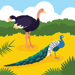 Peacock and ostrich on the beach. Vector illustration.