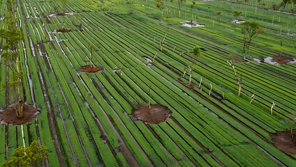 A Drained Agricultural Field with Saplings - A Waterlogged Landscape Planted with Young Trees