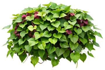 Lush sweet potato creeper vine with heart-shaped leaves isolated on black for design transparent background