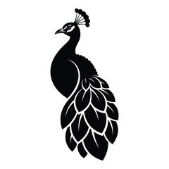 Fototapeta premium Vector art of elegant peacock with feathers isolated on white background vector illustration
