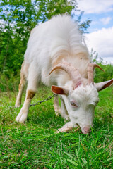 Obraz premium Curious white goat grazing contentedly on lush green grass