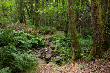 Hiking route in the Ribeira Sacra (Galicia, Spain) following the group of old Xabrega mills to the Sil canyon.