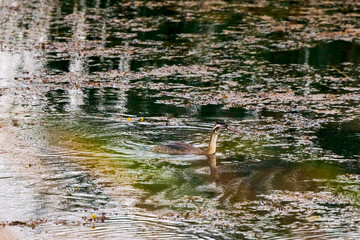 a juvenile (Podiceps cristatus) on a lake on a summer day