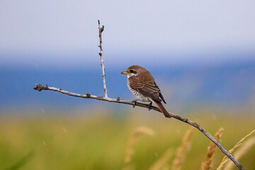 Juvenile red-backed shrike (Lanius collurio), North Norfolk coast.