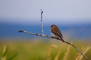 Juvenile red-backed shrike (Lanius collurio), North Norfolk coast.