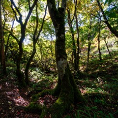 Obraz premium Lush forest floor bathed in sunlight (7)