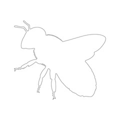 Minimal Fly Line Drawing – Insect Outline Vector for Educational Use