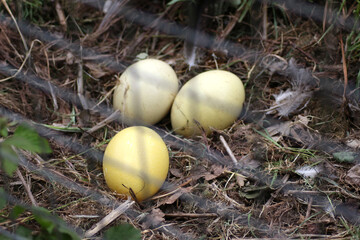 Three eggs of a Grey crowned crane on the ground in spring