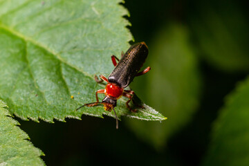 Close-up of a vibrant red and black beetle perched on a leaf during a sunny afternoon in a lush garden