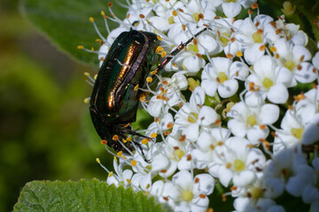 Insects interacting with blossoms in a sunny garden showcasing the beauty of nature and pollination in springtime