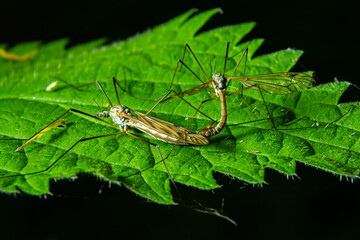 Two mosquitoes mating on a green leaf in a natural setting during daytime in a forested area