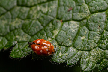 Bright orange beetle with white spots on a green leaf during a sunny afternoon in a lush garden setting