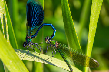 Brightly colored dragonflies mating on green grass during a sunny day in a natural habitat, showcasing intricate details and vibrant colors