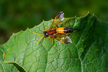 Detailed view of a Symphyta on a green leaf in a natural setting during the day showcasing its unique colors and features