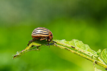 Striped beetle perched on a green leaf in a lush garden during daylight, showcasing intricate detailing and vibrant colors