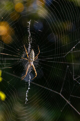 Intricate spider weaving a delicate web in a garden during golden hour light