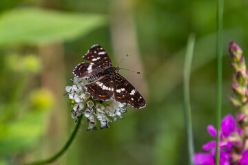 Butterfly resting on a delicate white flower in a lush green garden during a sunny day
