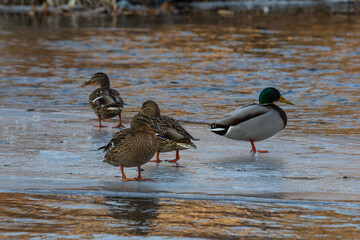 Mallards wading on icy water at sunset showcasing their vibrant plumage and natural behavior in a serene habitat