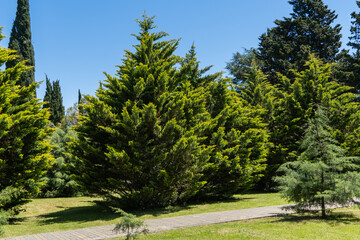 Park scene with a variety of lushArizona cypresses (Cupressus arizonica) 'Blue Ice' under clear blue sky. Paved pathway winds through well-maintained grassy area, inviting visitors for stroll.