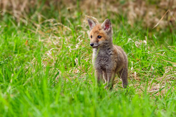 Cute Red Fox, Vulpes vulpes in fall forest. Beautiful animal in the nature habitat. Wildlife scene from the wild nature. Red fox running in orange autumn leaves