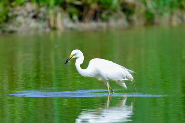 Heron hunting and fishing in lakes, rivers and ponds in Italy