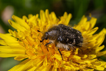 Hairy rose beetle Epicometis hirta feeding on vibrant yellow flower outdoors during sunny day