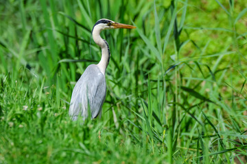 Heron hunting and fishing in lakes, rivers and ponds in Italy
