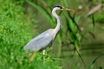 Heron hunting and fishing in lakes, rivers and ponds in Italy