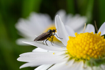 Dance flies from the Empididae family perched on a daisy in a vibrant meadow during daytime in spring