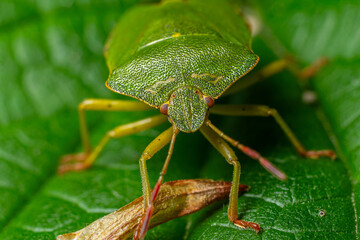 Close-up view of a green insect resting on a leafy surface in a natural setting showcasing its detailed structure and vibrant color
