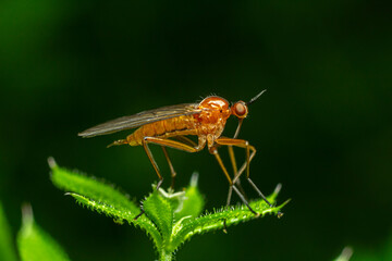 Close-up of Empis spp. dance fly perched on green leaf during daylight in natural habitat showcasing its predatory features and vibrant coloration