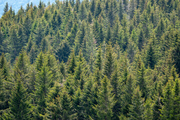 woods and forests in Europe, tall trees in the mountains
