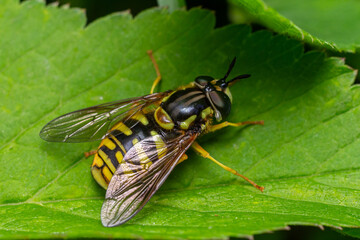 Chrysotoxum spp. hoverfly resting on a green leaf in a lush garden during a sunny afternoon