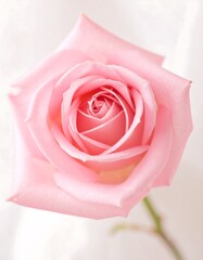 Close-up of a delicate pink rose (2)