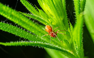 Small yellow mesh-web spider Nigma flavescens resting on vibrant green plant leaves during a sunny afternoon in a natural habitat