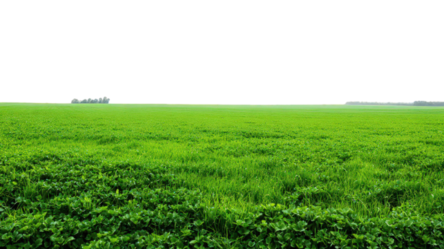 Vast Green Field Landscape Under Bright Daytime Sunlight