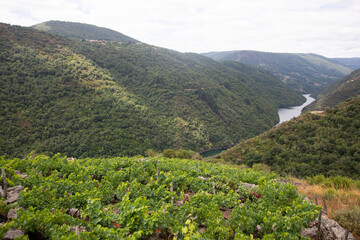 Panoramic views of the vineyards of the Sil Canyon in the Ribeira Sacra (Galicia, Spain). Examples of heroic viticulture.