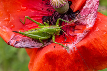 Great Green Bush-cricket resting on vibrant poppy flower in summertime garden setting