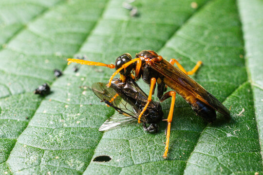 Close-up view of Cimbex quadrimaculatus four-spotted sawfly with prey on green leaf in natural habitat during blooming season