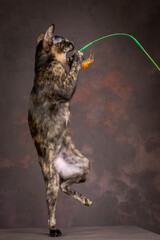 Naklejka premium A kitten of the oriental breed of tortoiseshell color. Kitten actively plays with a toy made of feathers