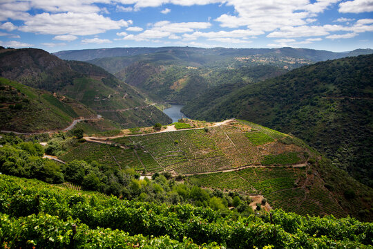 Panoramic views of the vineyards of the Sil Canyon in the Ribeira Sacra (Galicia, Spain). Examples of heroic viticulture.