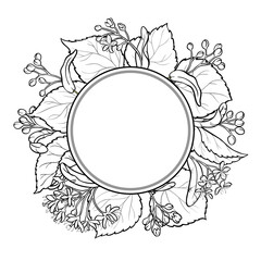 Linden Branch with Flowers and Leaves Outline Round Frame. Ingredient for cosmetics, spa, aromatherapy, health care, alternative medicine. Vector isolated for design or decoration.