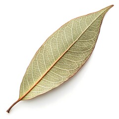 Obraz premium Messmate Stringybark Leaf Distinctive Australian Eucalyptus Foliage with Deep Green Texture and Fine Organic Veins on White Solid Background Minimalist Still Life Highlighting Fresh Natural Vitality
