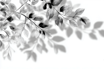 Overlay effects of realistic branches and leaves shadows isolated on transparent background