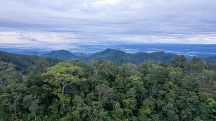 Aerial view of a dense, vibrant rainforest canopy stretching across rolling hills under a vast, overcast sky, Soppeng, Sulawesi Selatan, Indonesia.